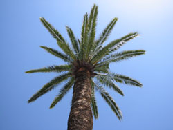 palm i nice